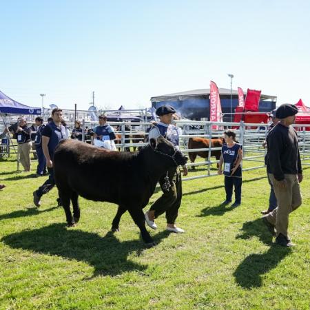 En Cañuelas, la raza bovina Angus presentó su Exposición de Primavera