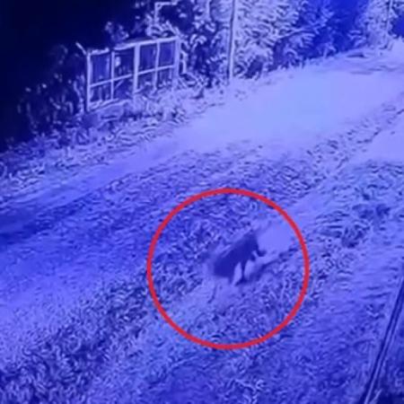 Con drones y personal especializado, buscan a un puma que fue visto en un barrio cerrado