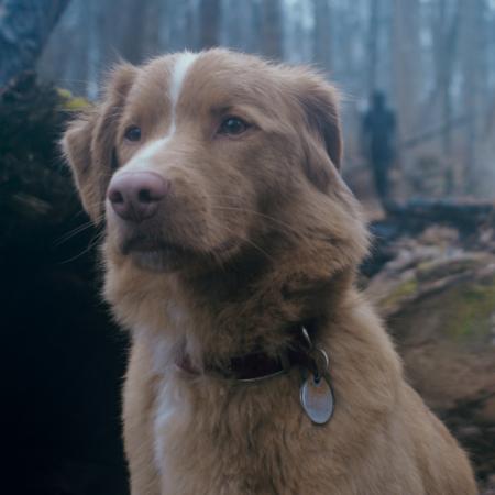 Vimos Good Boy, la cinta de terror protagonizada por el perro Indy de la que hablan todos