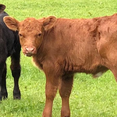 En septiembre, el ternero alcanzó el precio más alto de los últimos 15 años