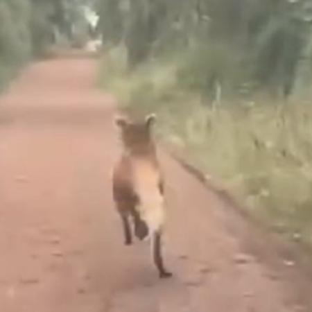 Un aguará guazú fue visto por primera vez en el Parque Nacional Iguazú