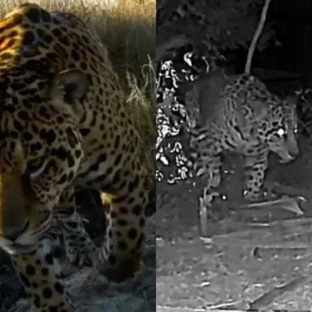 Registran un yaguareté y se renuevan las esperanzas para su conservación