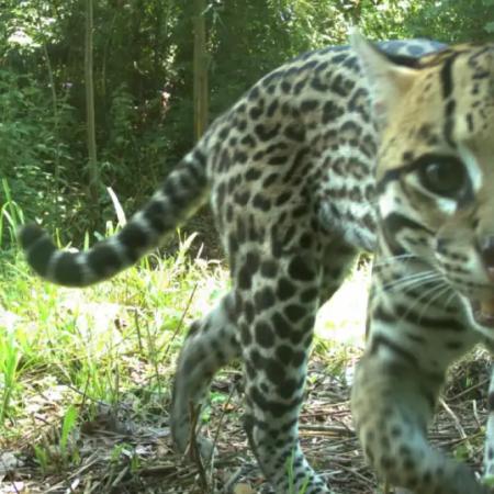 Huellita, la ocelote más longeva del mundo vive en Misiones