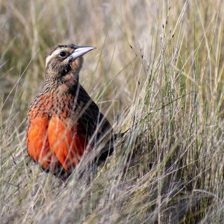 Lanzan campaña para salvar a la Loica pampeana, ave en peligro de extinción