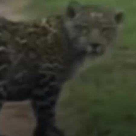 Esteros del Iberá: crece la población de yaguaretés con un nuevo avistaje