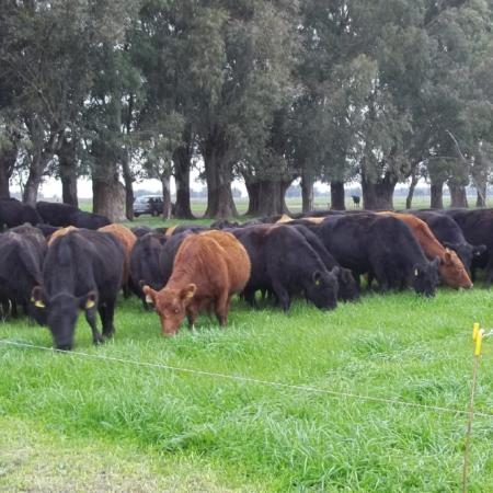 Con incertidumbre electoral y económica, los productores apuestan por el ternero