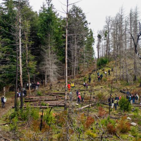 Chubut: plantan 17.000 árboles para recuperar el bosque nativo afectado por el fuego