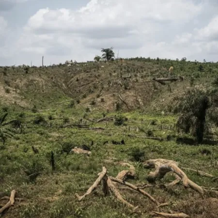 Noruega será el primer país en prohibir compras que dañen selvas
