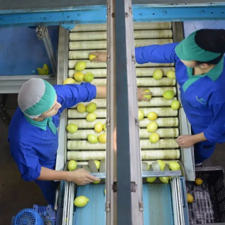 Con exportaciones por USD 408 M, los cítricos tuvieron su mejor desempeño en los últimos 5 años