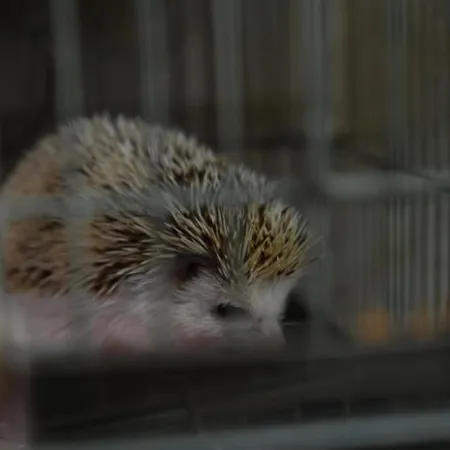 Balvanera: desmantelan criadero ilegal de erizos africanos