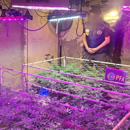 Descubren un vivero indoor con más de 900 plantas de marihuana en Avellaneda