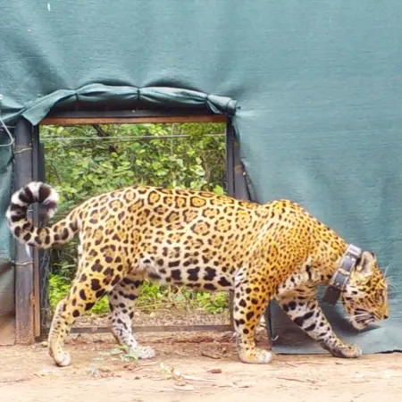 Liberaron a “Acaí”, una hembra de yaguareté en el Parque Nacional El Impenetrable