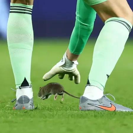 Una rata interrumpió el partido de Gales vs. Bélgica en Cardiff