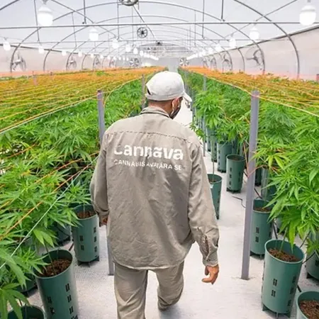 Decreto de Petro sobre cannabis: ¿beneficio social o para grandes empresas?