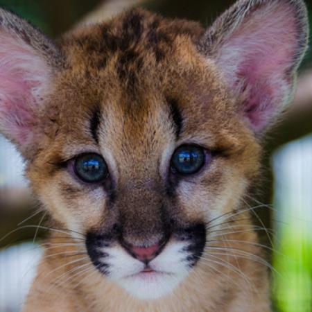 Córdoba: joven condenado por matar a un puma deberá capacitarse en fauna