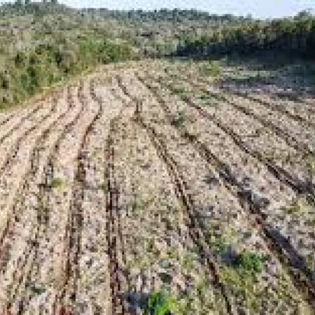 Vida Silvestre y ArgenINTA: ¿cómo es el nuevo plan para los bosques nativos?