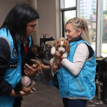 Policía de la Ciudad descubre traspaso ilegal de animales sobre la General Paz