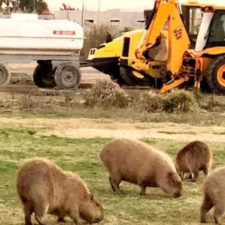 Nordelta: revocan la cautelar que protegía carpinchos y humedales