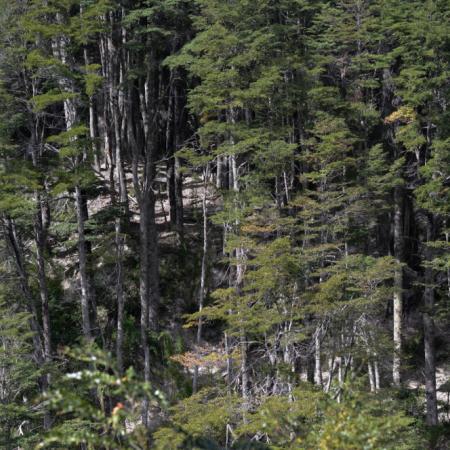 Argentina avanza con el Proyecto REDD+ para reducir la deforestación