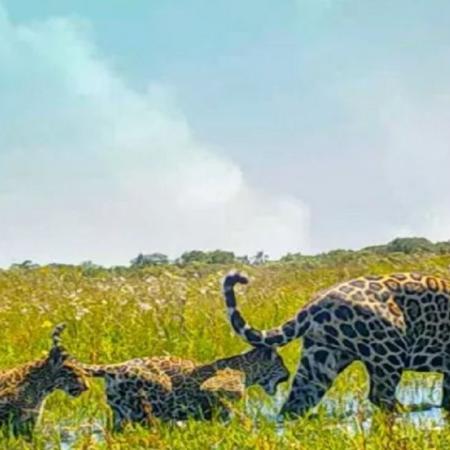 Misiones: así fue el rescate y traslado de Pará, la yaguareté que no podía cazar