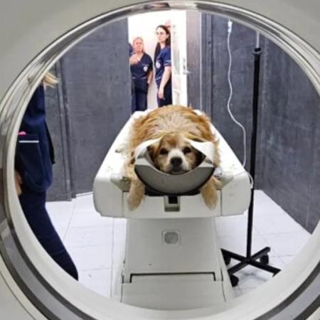 Hito en la UNLP: Veterinaria inaugura el primer tomógrafo computado en una universidad pública