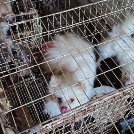 Rescatan a 87 perros que estaban desnutridos y abandonados en una casa de Córdoba