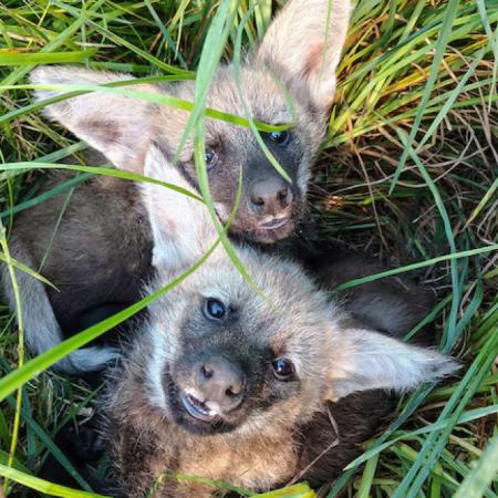 Dos cachorros de aguará guazú, rescatados de Iberá, son rehabilitados en Temaikèn