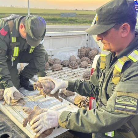 Santa Fe: Gendarmería rescató 166 tortugas y 10 aves que eran trasladadas de contrabando