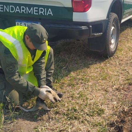 Rescatan a una cría de oso melero que escapaba de los incendios forestales en Orán