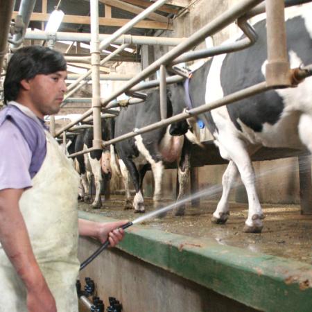 El INTA y el CONICET crearon la primera vacuna argentina contra la mastitis bovina
