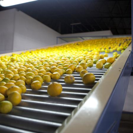 En 2025, las exportaciones de fruta generaron divisas por USD 856 millones.