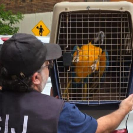 Descubren veterinaria ilegal en Almagro con guacamayos y un tucán