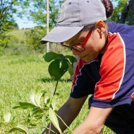 Misiones plantó 100.000 árboles nativos para restaurar la amenazada Selva Atlántica