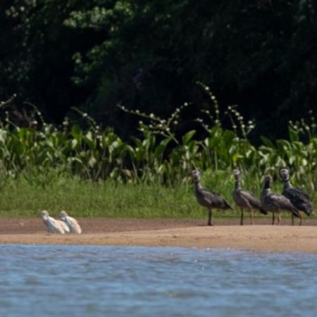 Entre Ríos lanza una campaña para proteger las colonias de aves autóctonas del río Uruguay