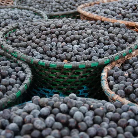 El lado oscuro del açaí: ¿puede salvar la biodiversidad en la Amazonía?