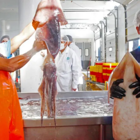 ¿Perú a la vanguardia? El calamar gigante y un cambio radical en su pesca