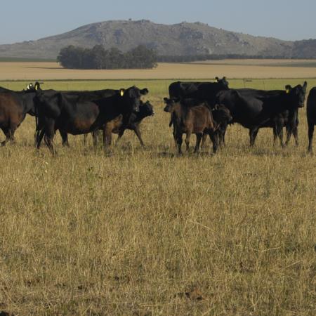 La ganadería argentina, ante el desafío de producir más carne sin aumentar el rodeo