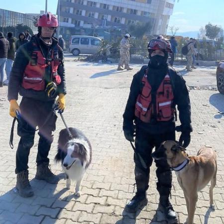 Perros y gatos: héroes que ayudan en catástrofes y mejoran la salud mental