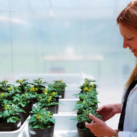 Ciencia argentina: premian a investigadora del CONICET por crear plantas resistentes a olas de calor