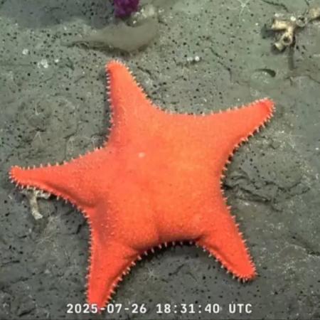 Expedición científica de la UBA: buscan ecosistemas inexplorados en el mar Argentino