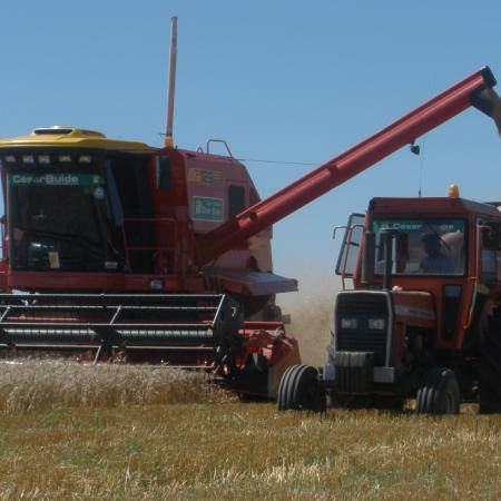 Cosecha de trigo: anticipan una campaña que promete oxígeno al Gobierno y dólares frescos a fin de año