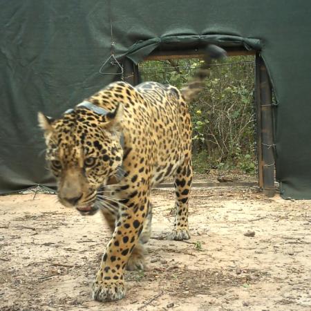 El Impenetrable: se busca a la yaguareté Acaí, ofrecen recompensa de $250 millones