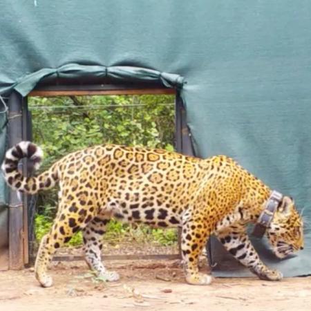 Muerte de Acaí: cuánto costó el daño ambiental por la cacería del yaguareté, Monumento Natural