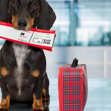 Viajar con mascotas, una tendencia que crece