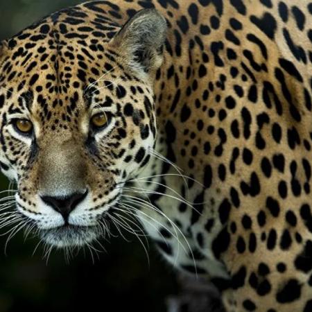 Día del Yaguareté: especialistas alertan sobre su conservación