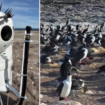 Cómo es el streaming que protagonizan pingüinos y aves marinas en Chubut