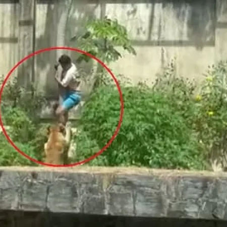 El caso del joven con esquizofrenia muerto por una leona que Brasil prefiere no mirar