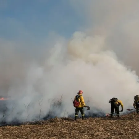 Quemas en el Delta del Paraná: el fallo de la Corte que complica a varios gobiernos