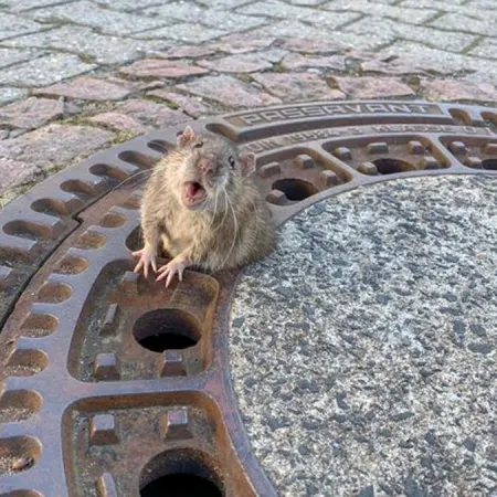 Alemania: siete bomberos liberan a una rata atascada y el caso se vuelve viral