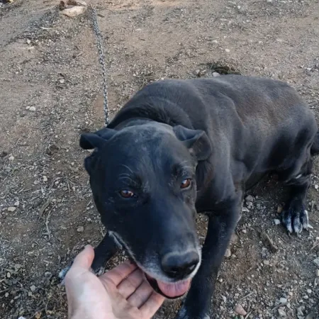 Polonia prohíbe tener perros atados de forma permanente y cambia su ley animal